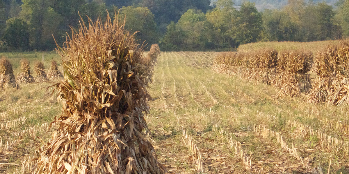 Shagbark Seed & Mill